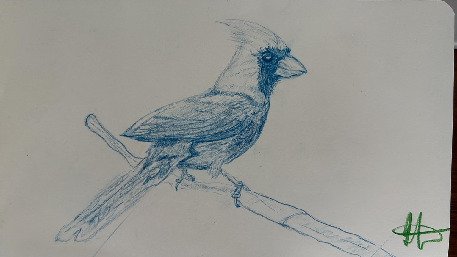 Red Cardinal - image 4 - student project