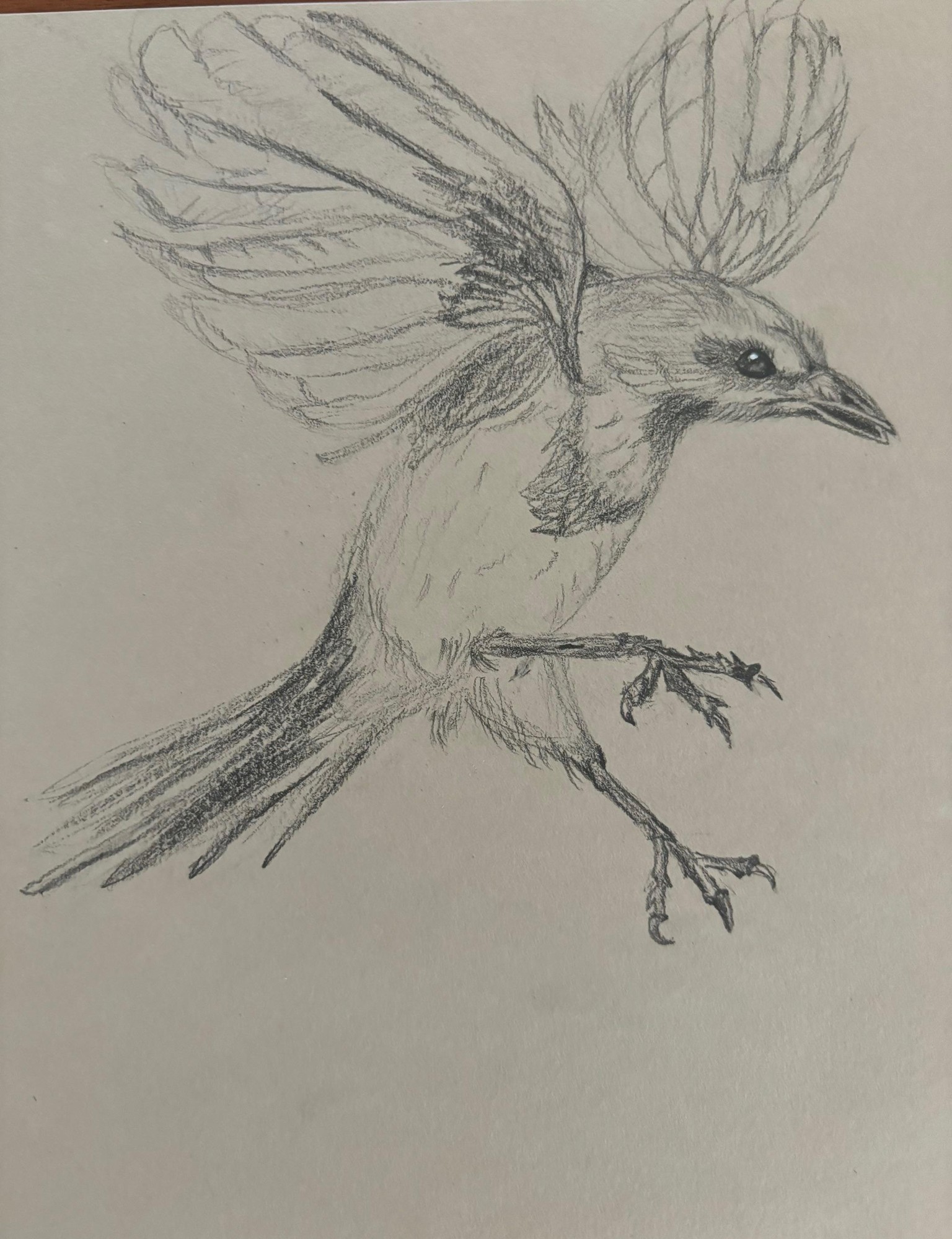 Red Cardinal - image 2 - student project