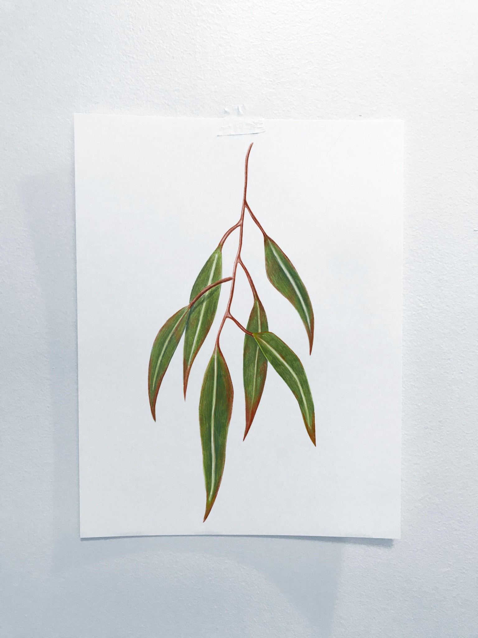 Eucalyptus Leaves - image 1 - student project