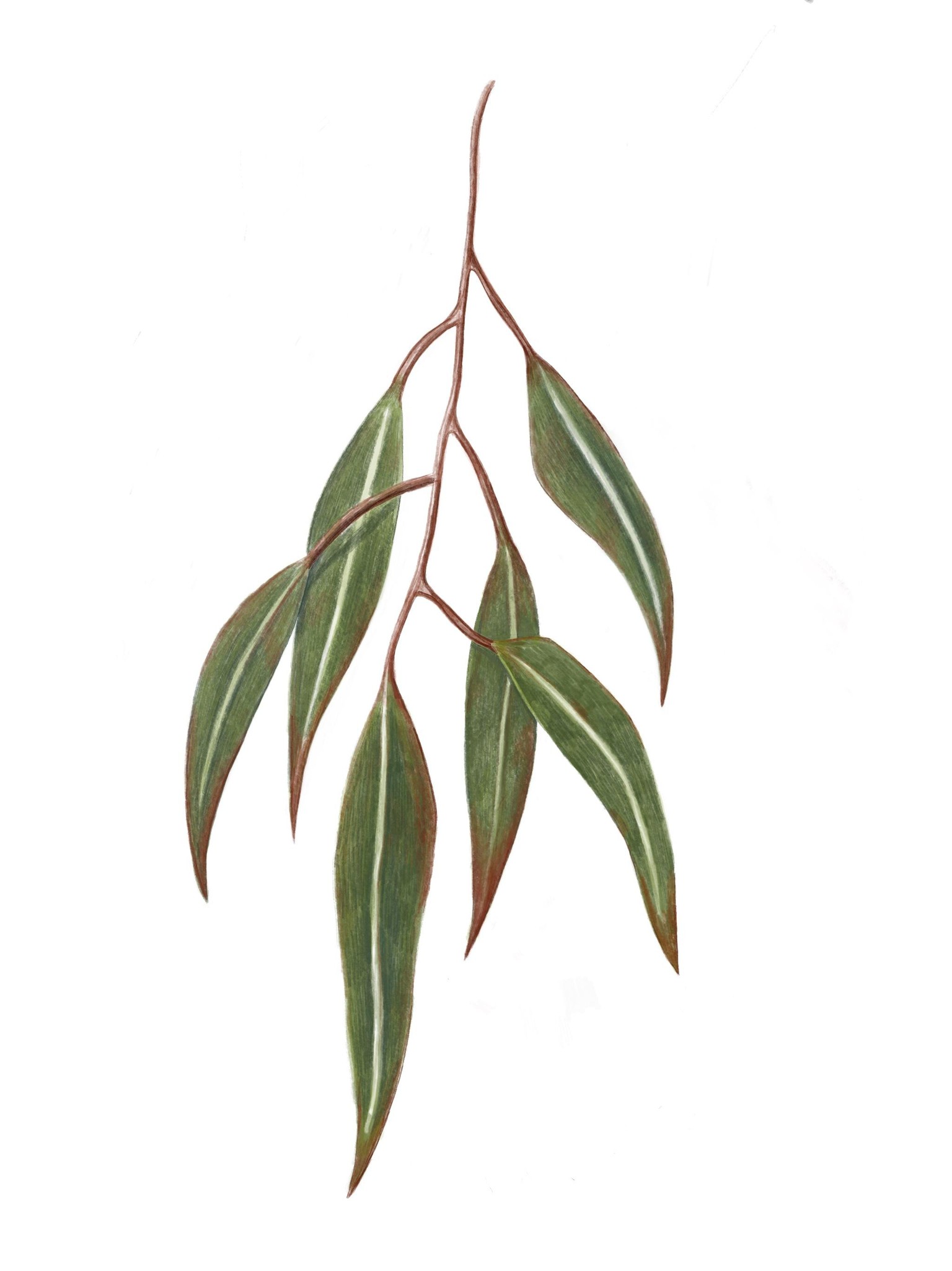 Eucalyptus Leaves - image 2 - student project