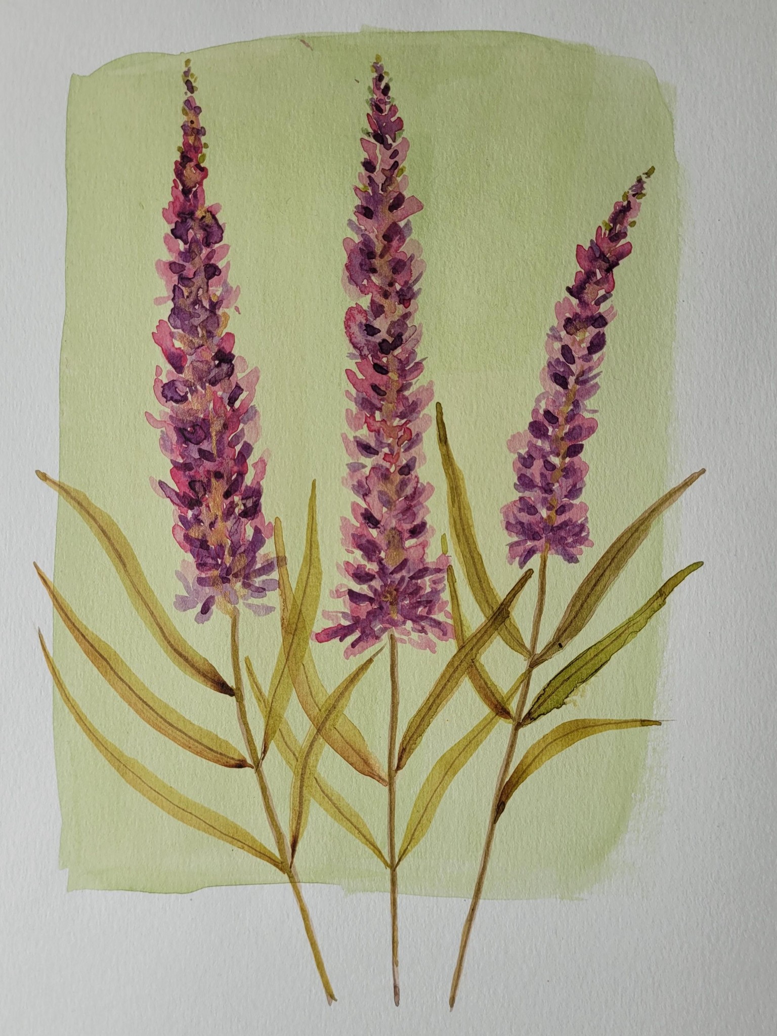 Vintage style flowers on coloured backgrounds - image 1 - student project