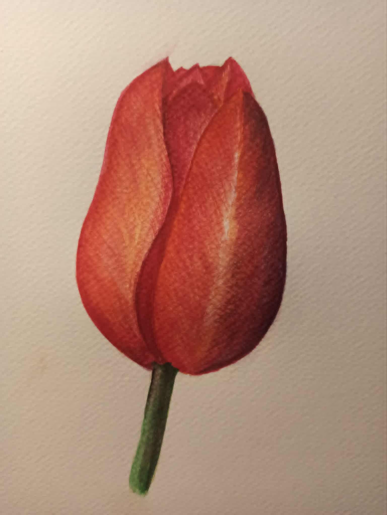 Tulip - image 1 - student project