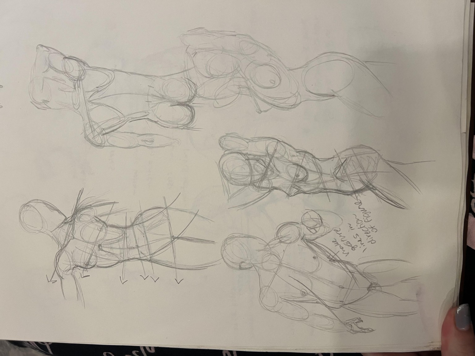 Brandi Torso Drawings - image 1 - student project