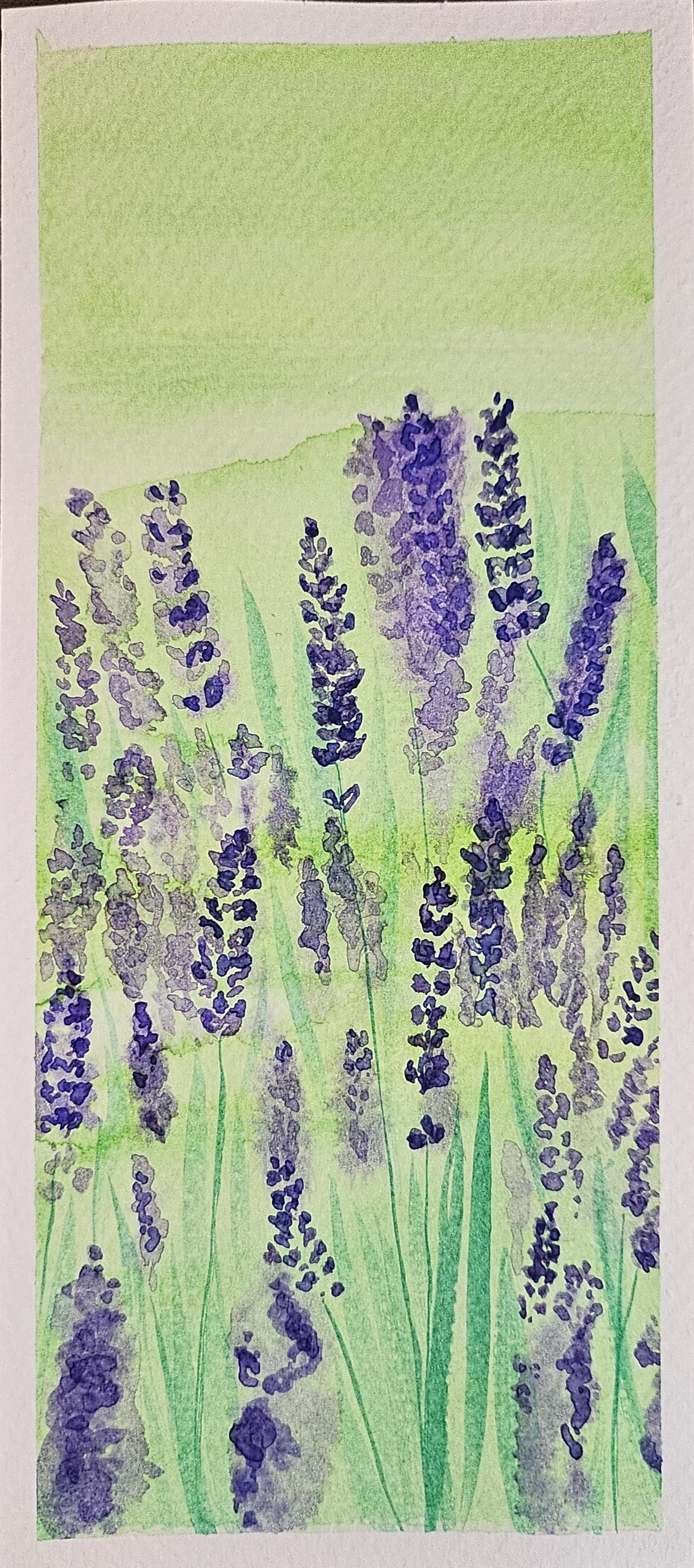 Poppies and lavenders - image 1 - student project