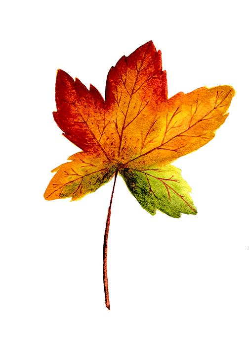 Leaf - image 1 - student project