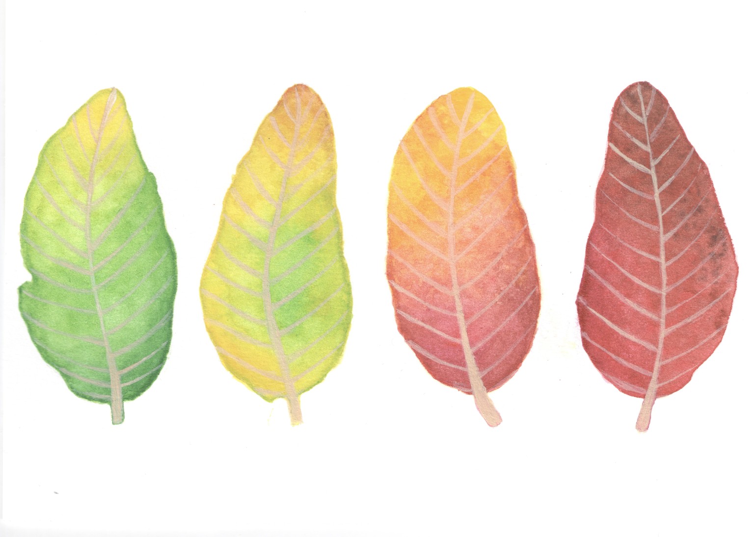 Watercolor leaves. - image 2 - student project