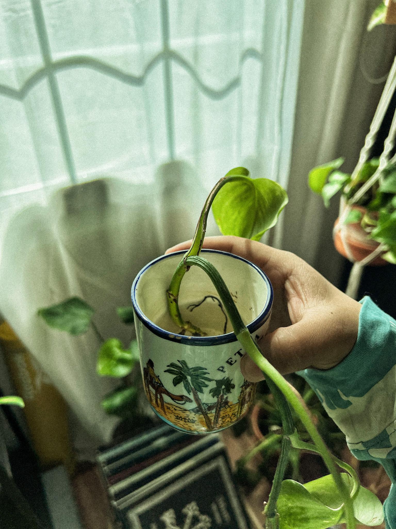 PROPAGATING POTHOS - image 6 - student project