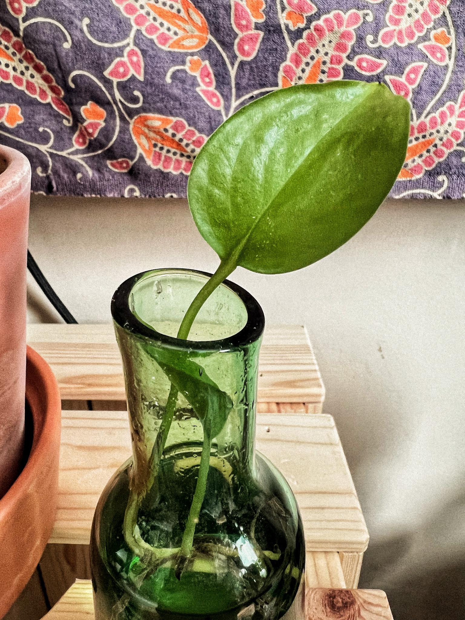 PROPAGATING POTHOS - image 2 - student project