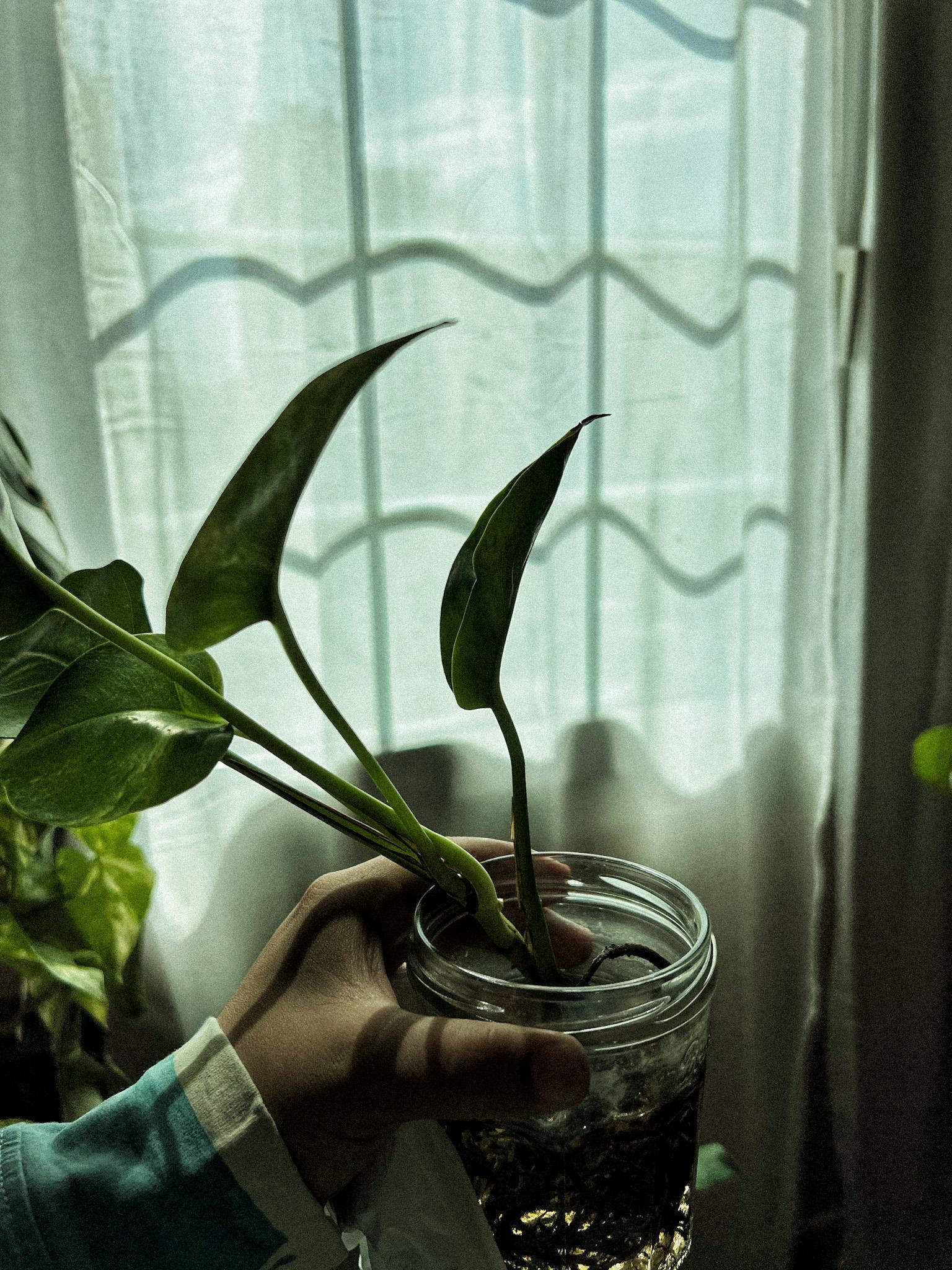 PROPAGATING POTHOS - image 5 - student project