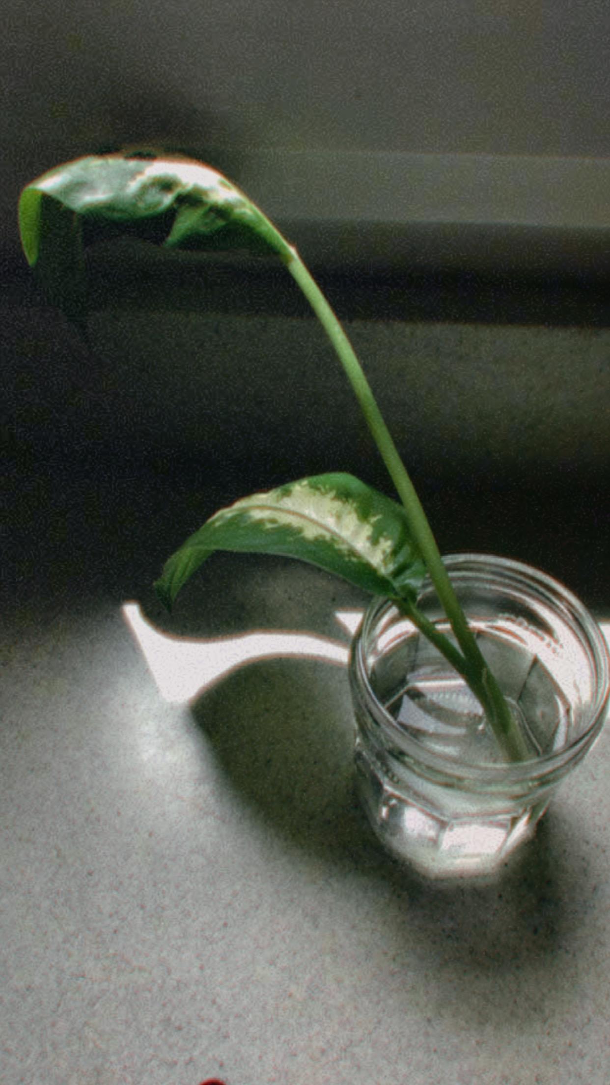 PROPAGATING POTHOS - image 7 - student project