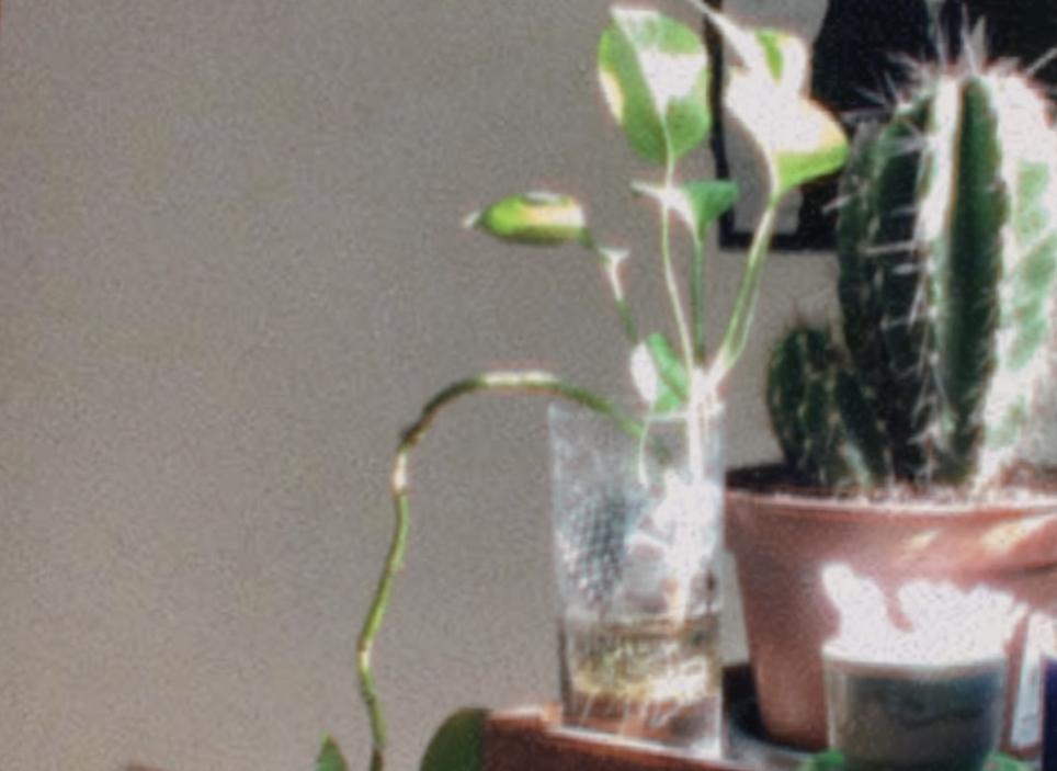 PROPAGATING POTHOS - image 1 - student project