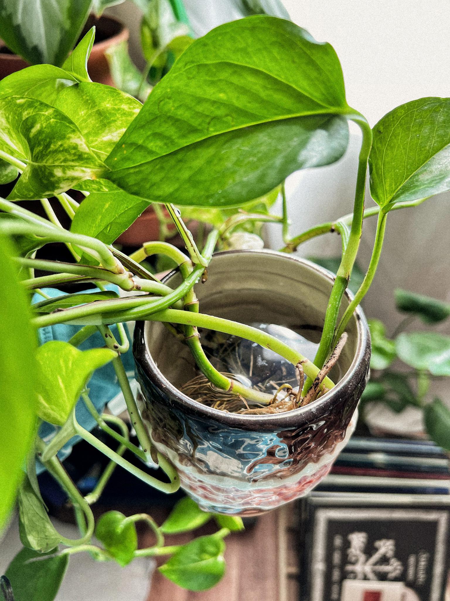 PROPAGATING POTHOS - image 4 - student project