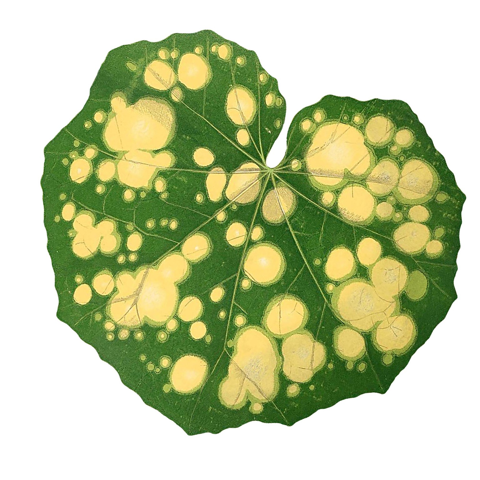 Pattern using - image 1 - student project