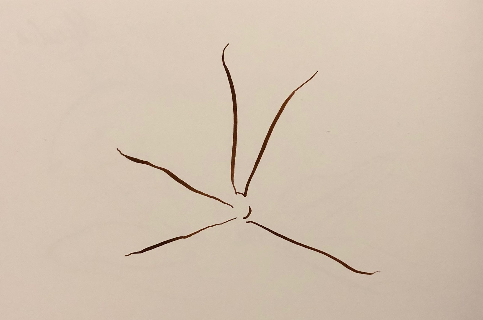 star anise - image 6 - student project