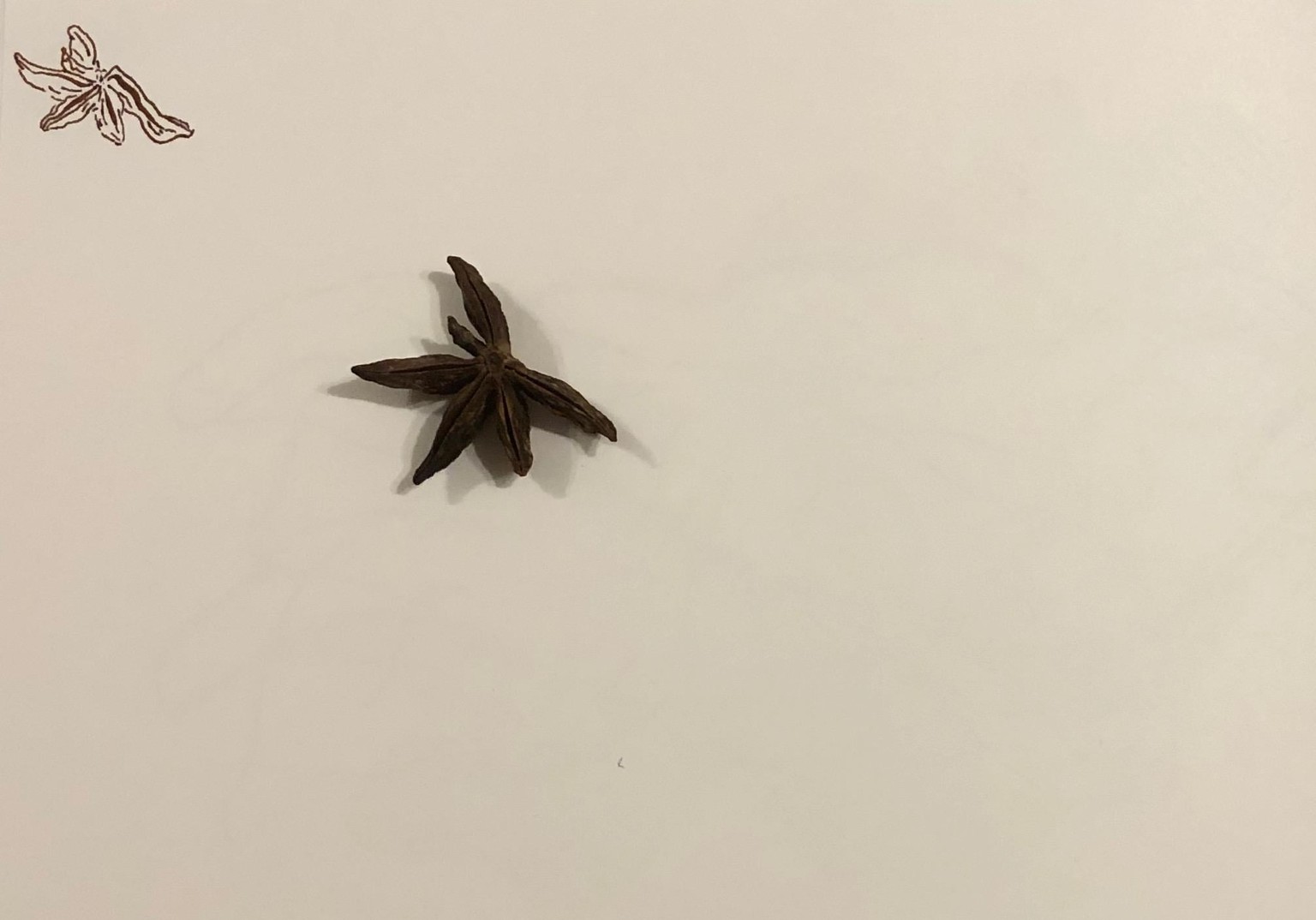 star anise - image 9 - student project
