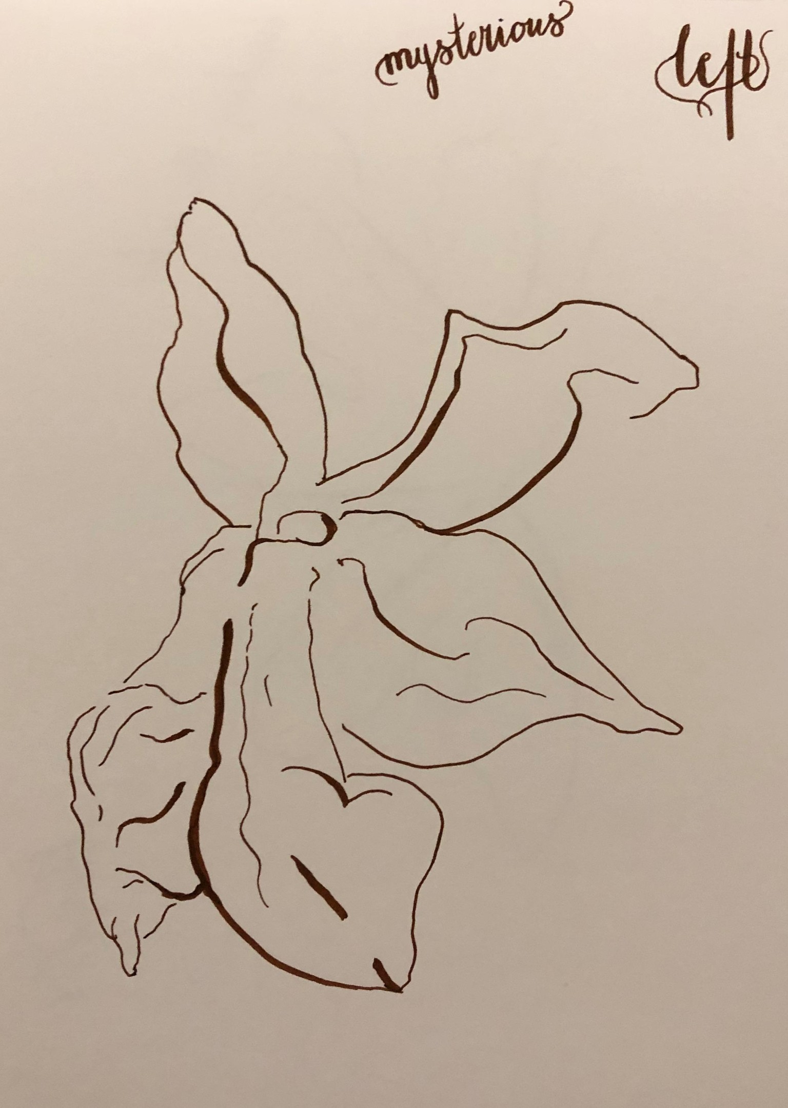 star anise - image 4 - student project