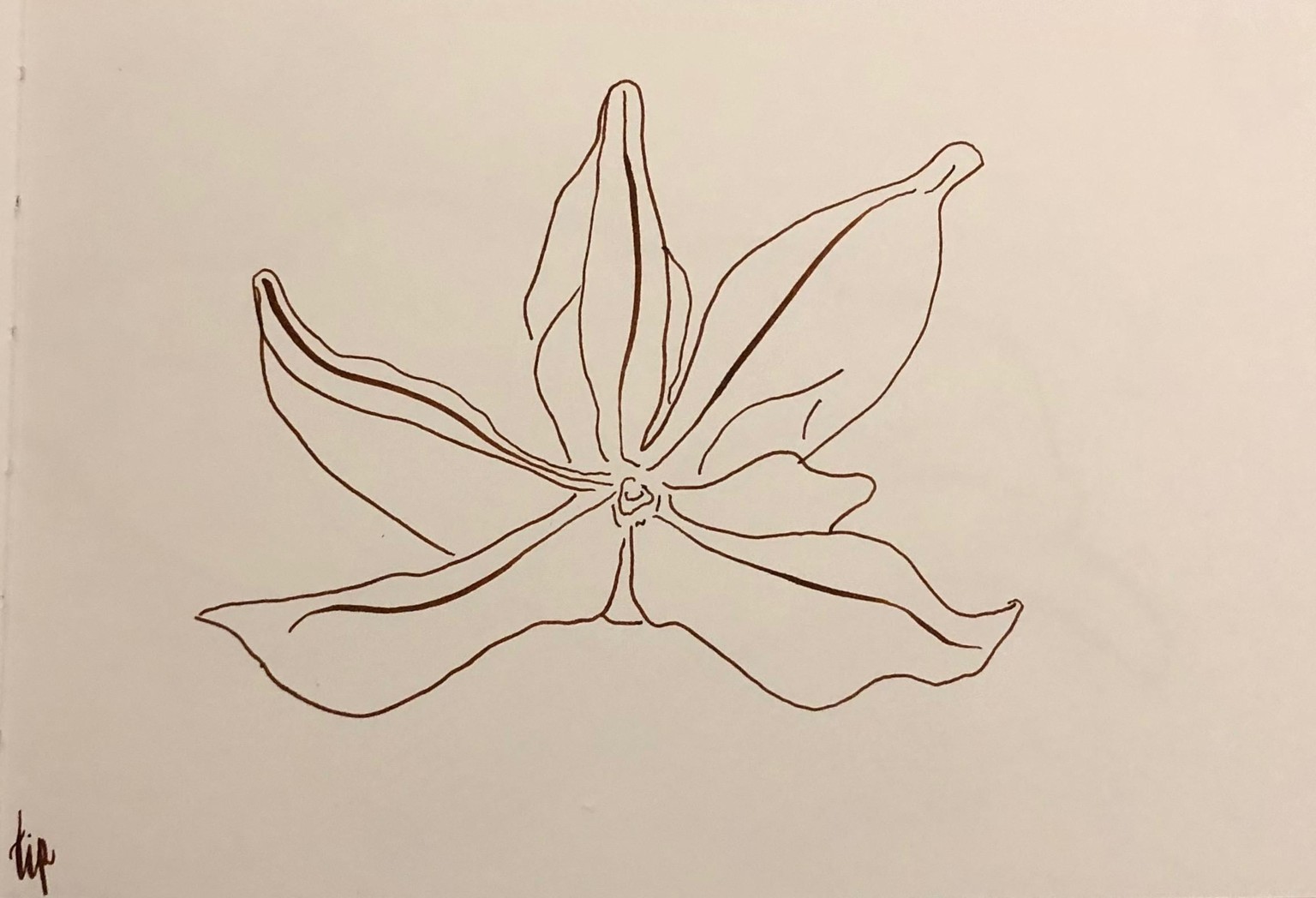 star anise - image 5 - student project