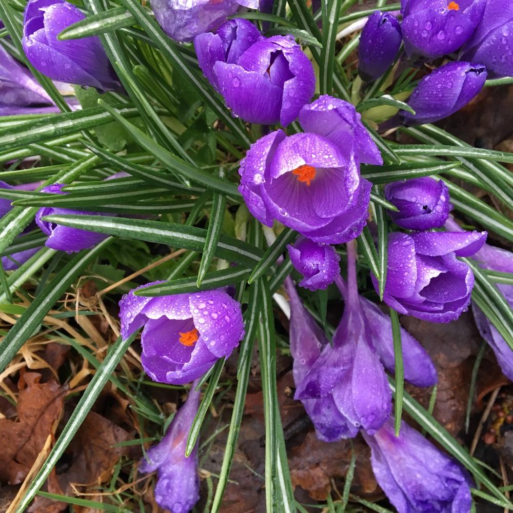Spring is sprung - image 3 - student project