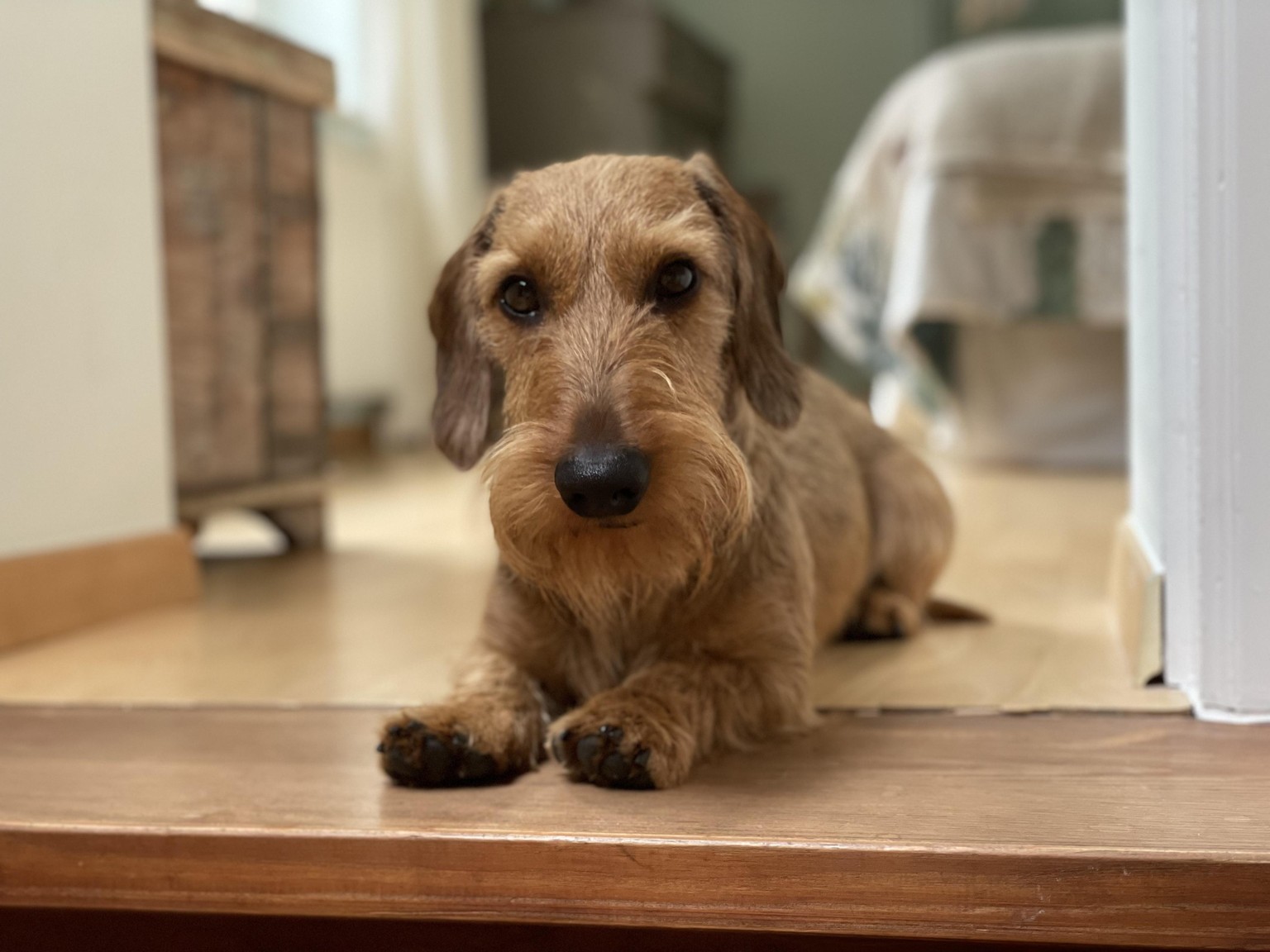 Duke the dachshund - image 1 - student project