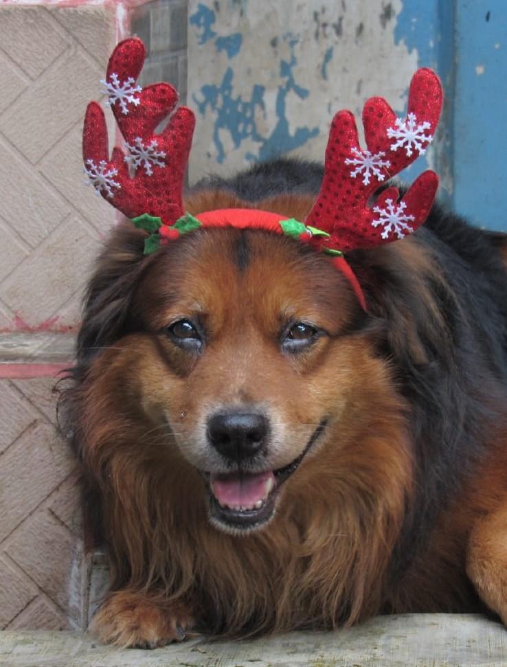 Dog Portrait - image 1 - student project