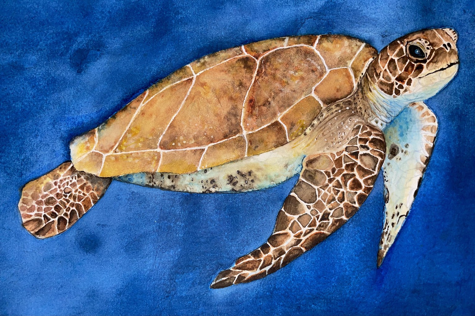 Turtle - image 1 - student project