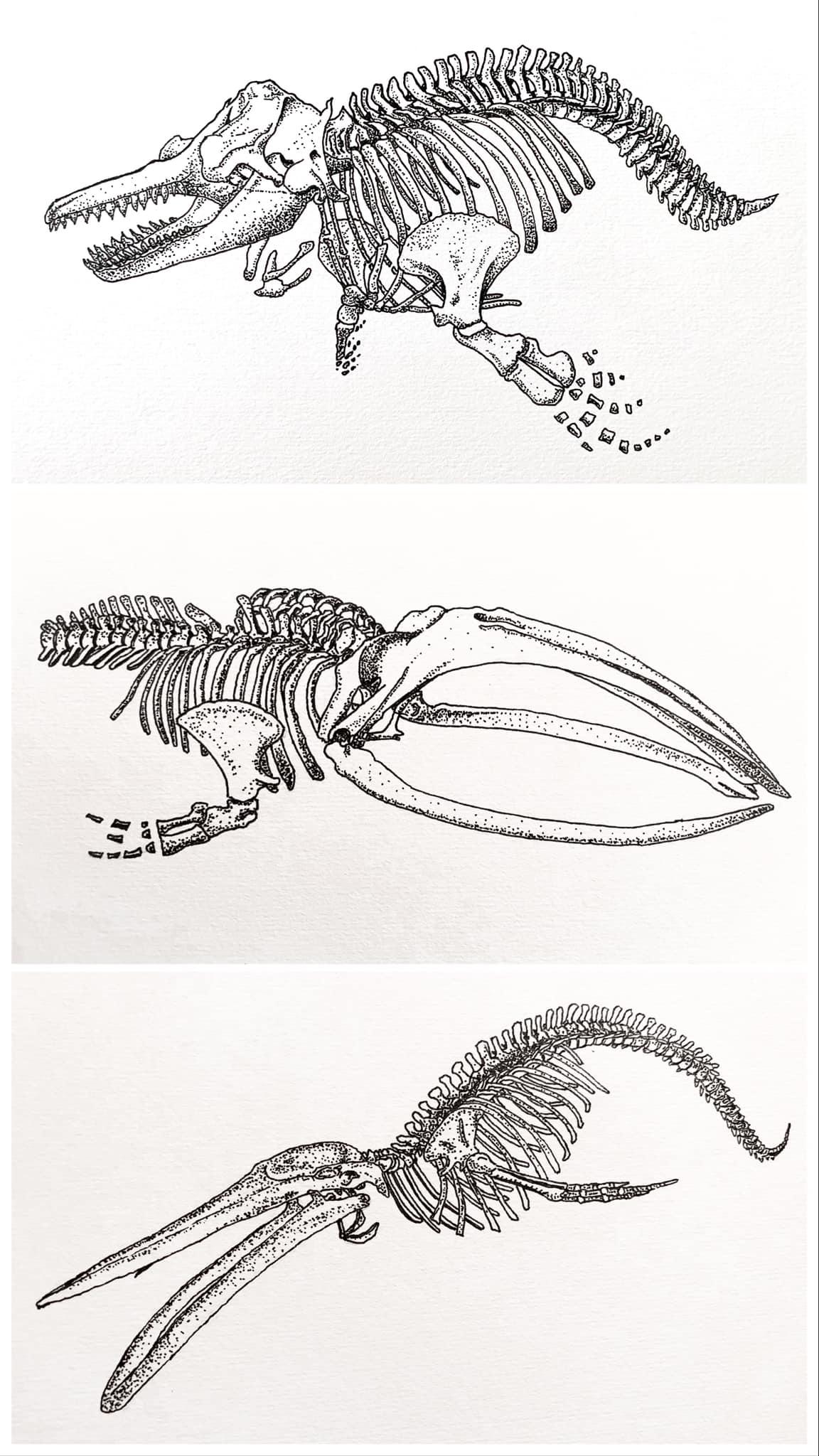 Whale Skeletons - image 1 - student project