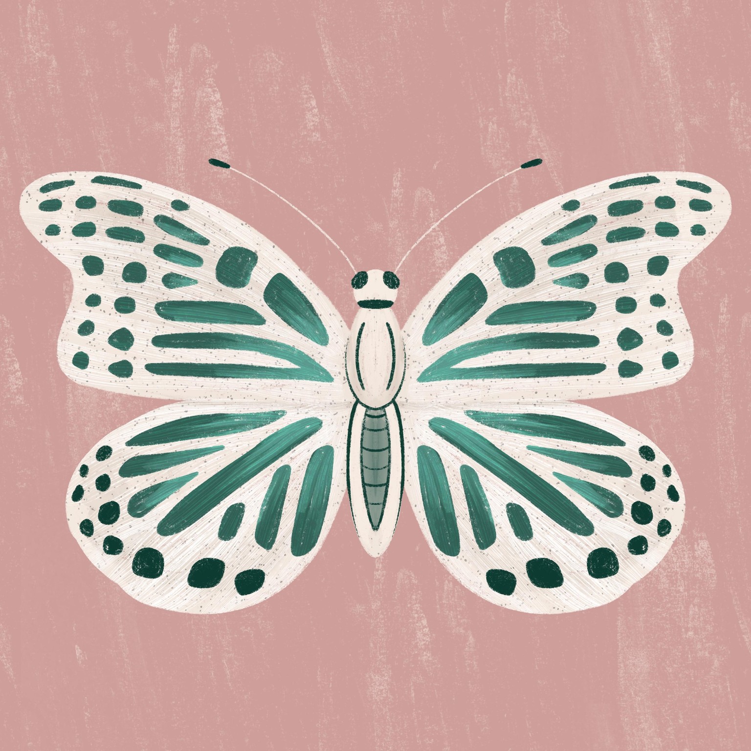 Insect Illustrations - image 3 - student project