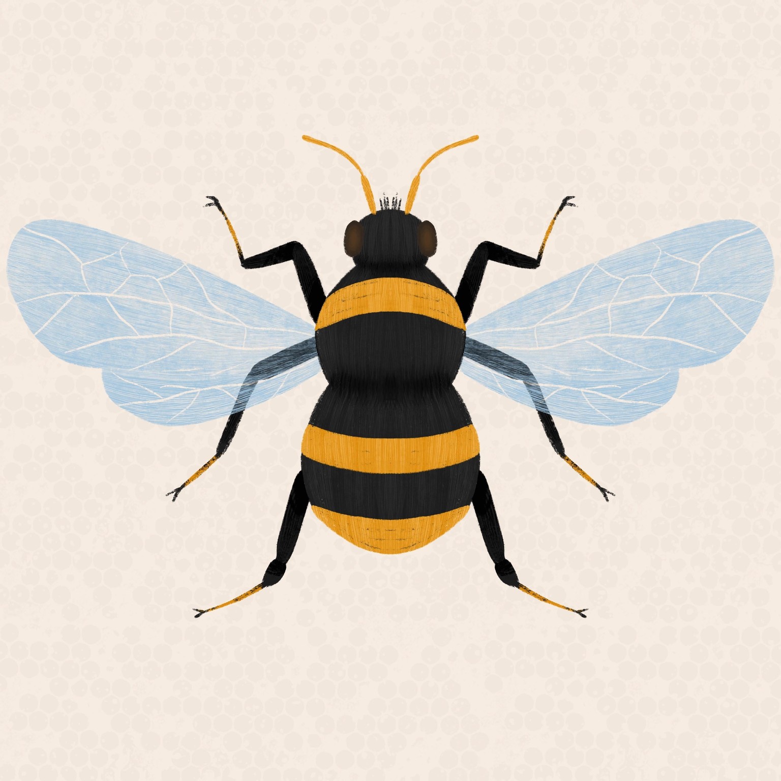 Insect Illustrations - image 6 - student project