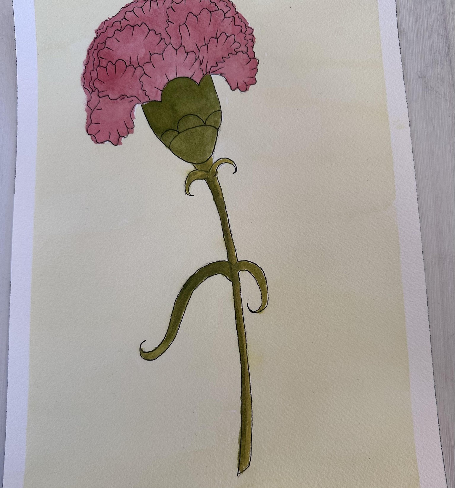 Drawing Carnations - image 2 - student project