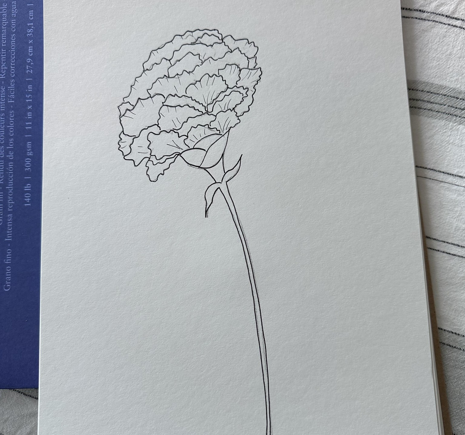 Drawing Carnations - image 1 - student project