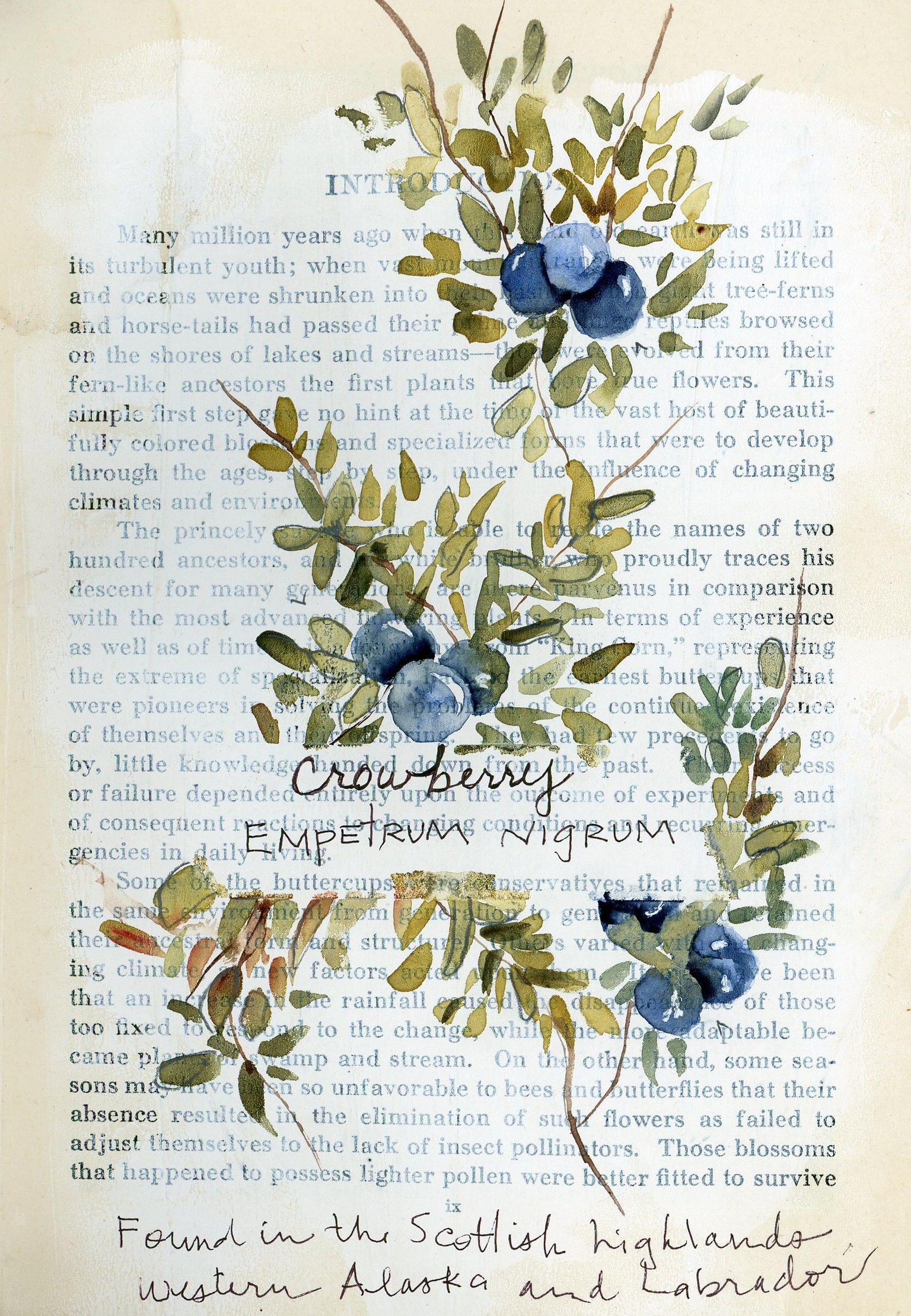 Crowberry practice and final page - image 1 - student project