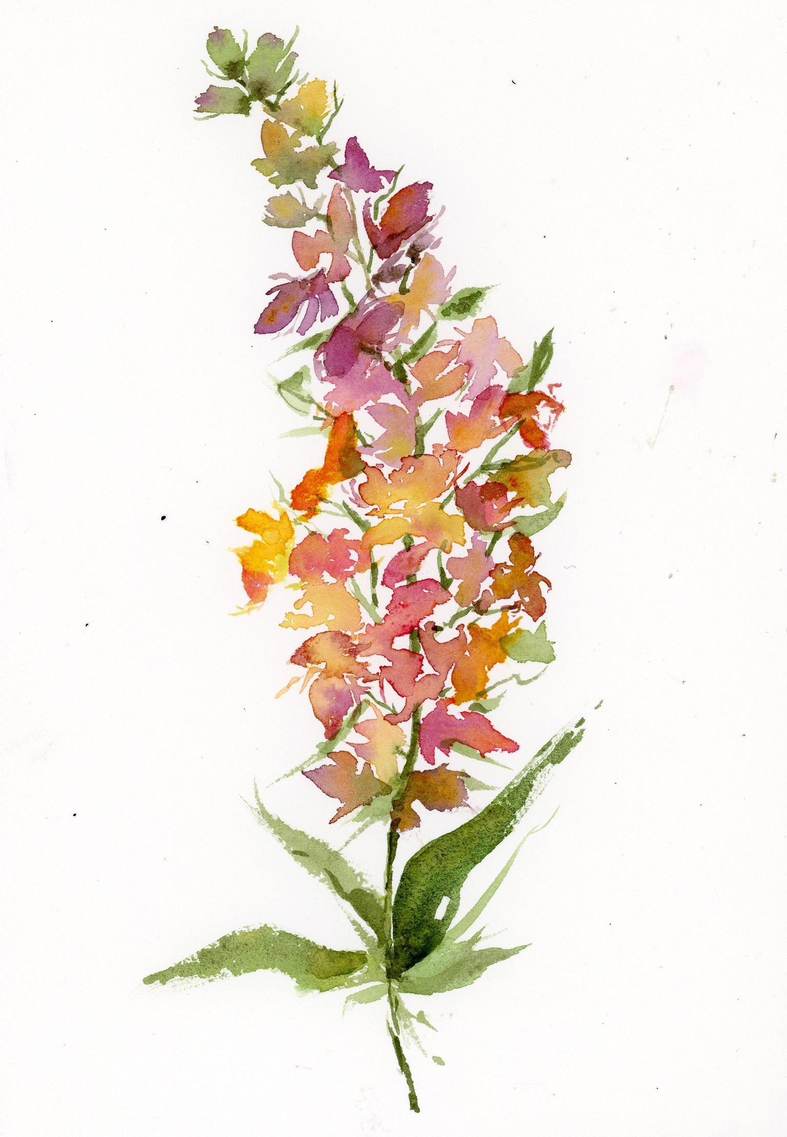 Splendid snapdragons - image 2 - student project