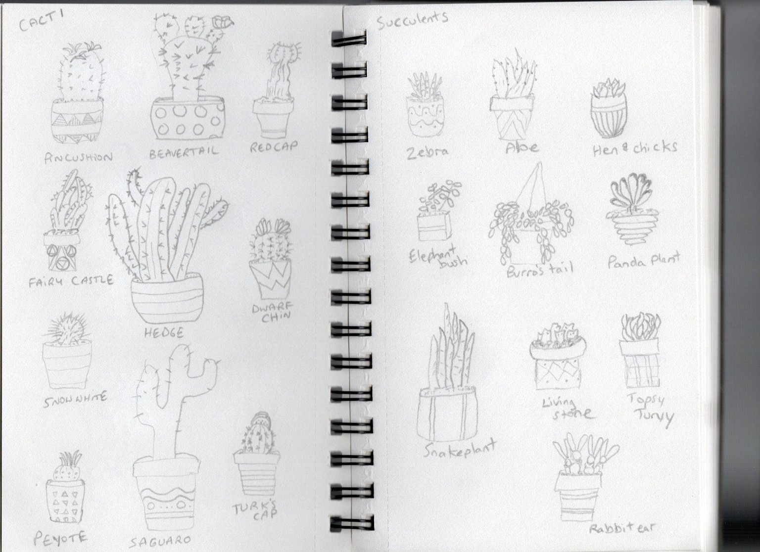 Cacti & Succulents Line Drawing - image 1 - student project