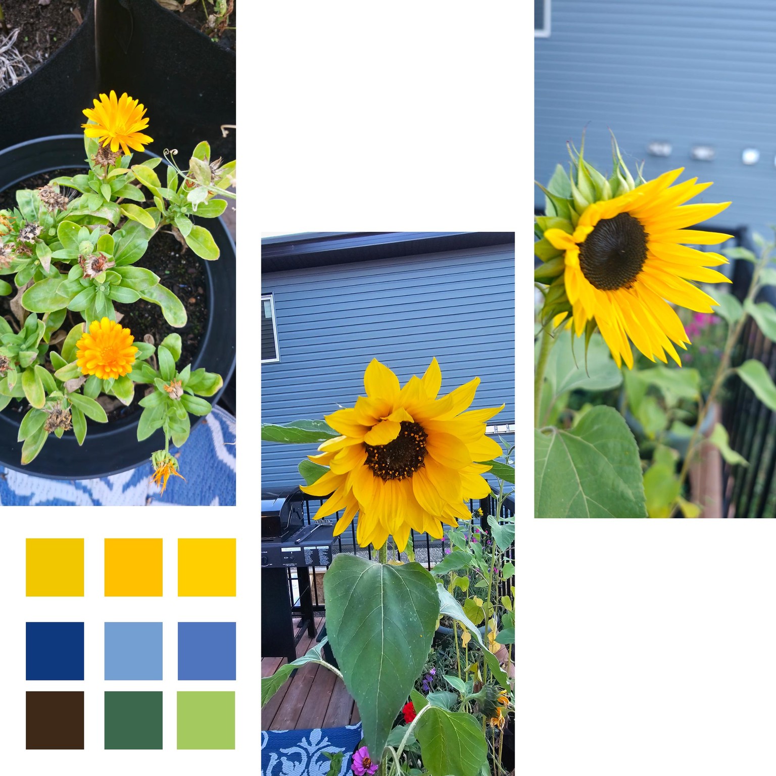 Floral Affinity Photo & Designer - image 1 - student project