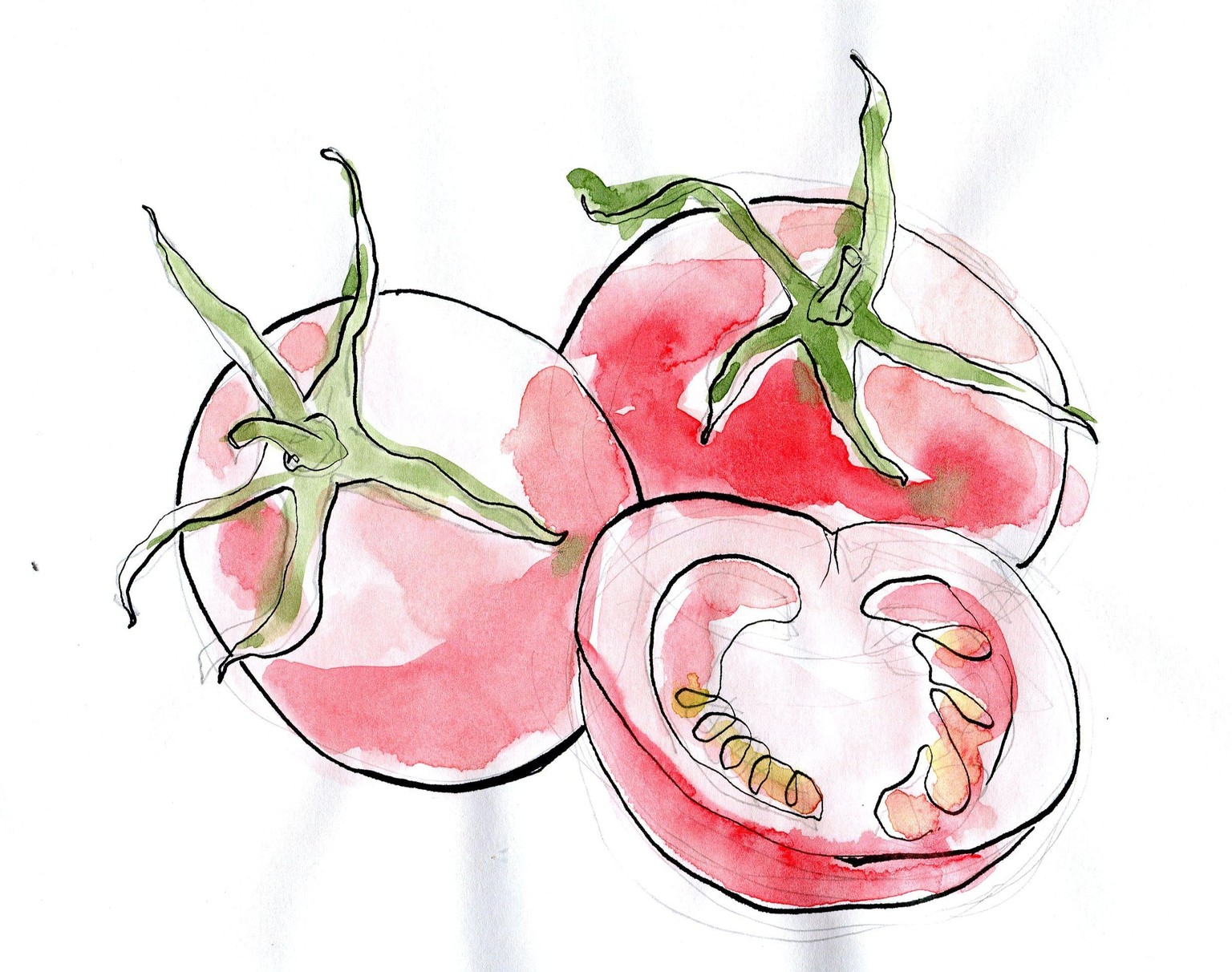 WIP: Loose Watercolor and Ink tomatoes - image 4 - student project