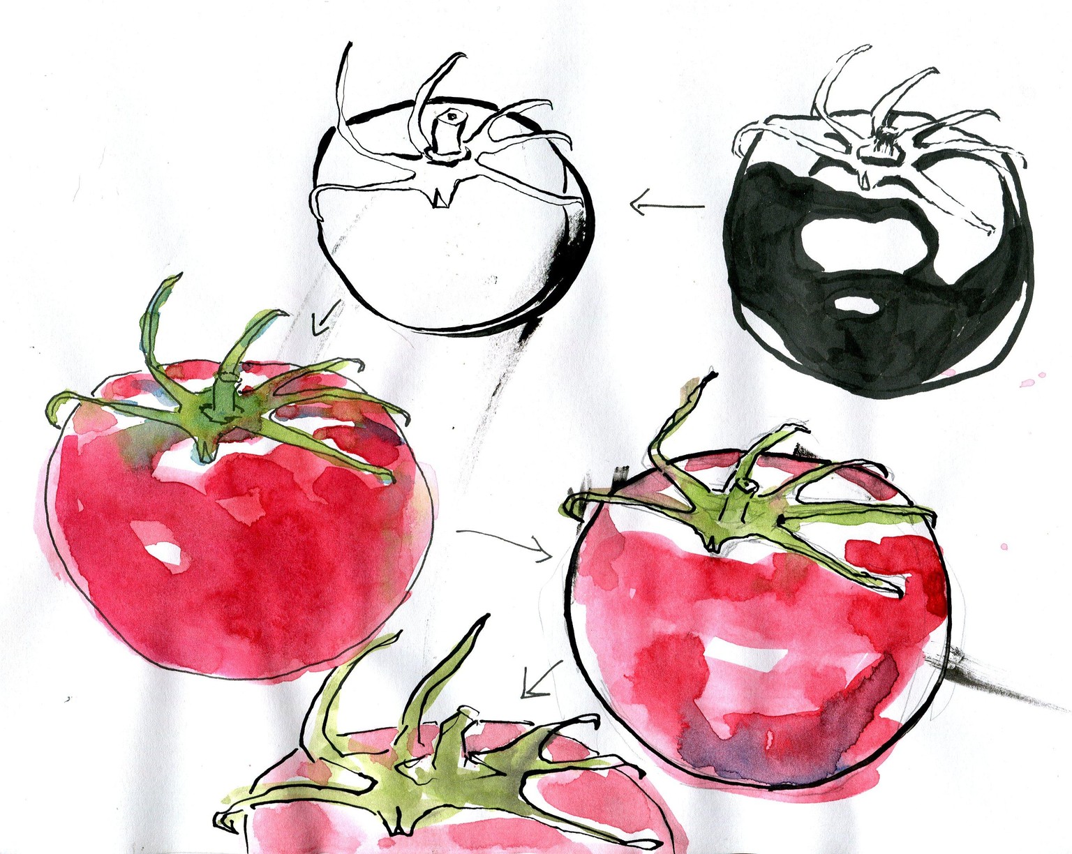 WIP: Loose Watercolor and Ink tomatoes - image 1 - student project