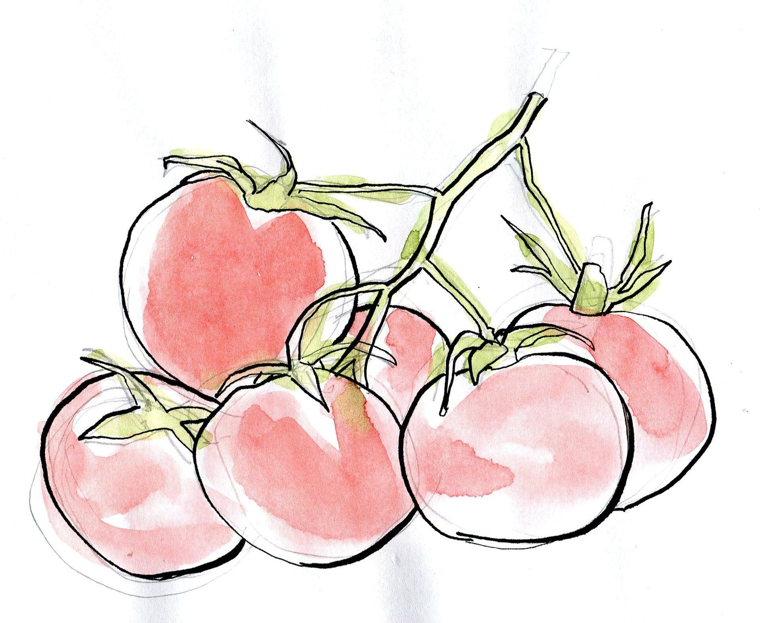 WIP: Loose Watercolor and Ink tomatoes - image 3 - student project