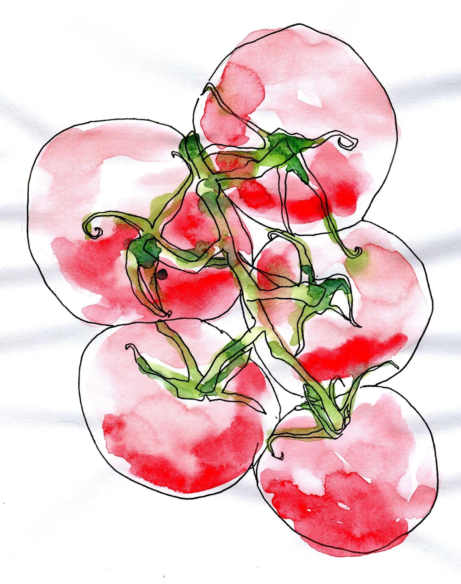 WIP: Loose Watercolor and Ink tomatoes - image 5 - student project