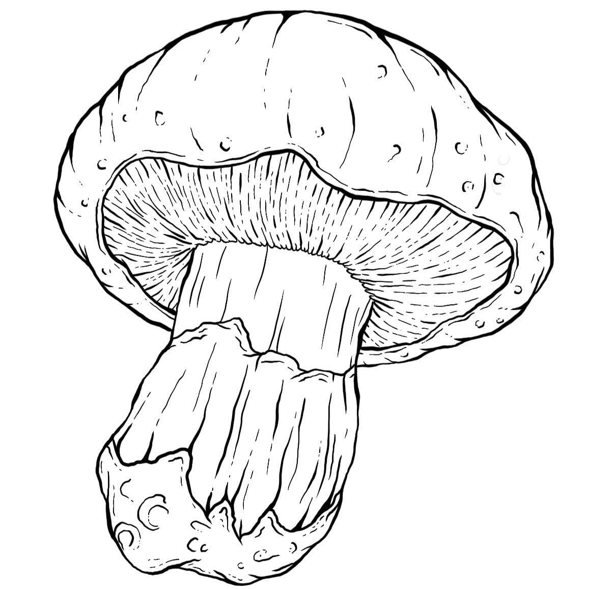 Procreate Inking and Shading Techniques - image 1 - student project