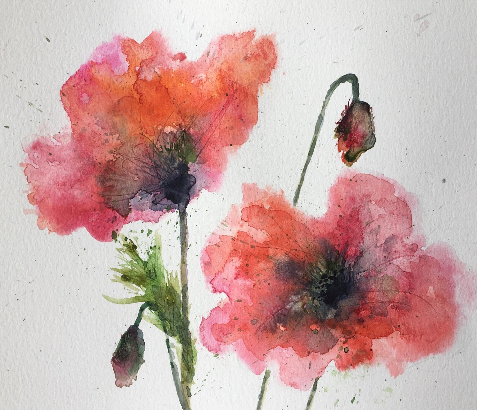 Poppies - image 1 - student project