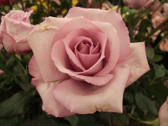 Rose based on the teaching of Louise Demasi - image 1 - student project