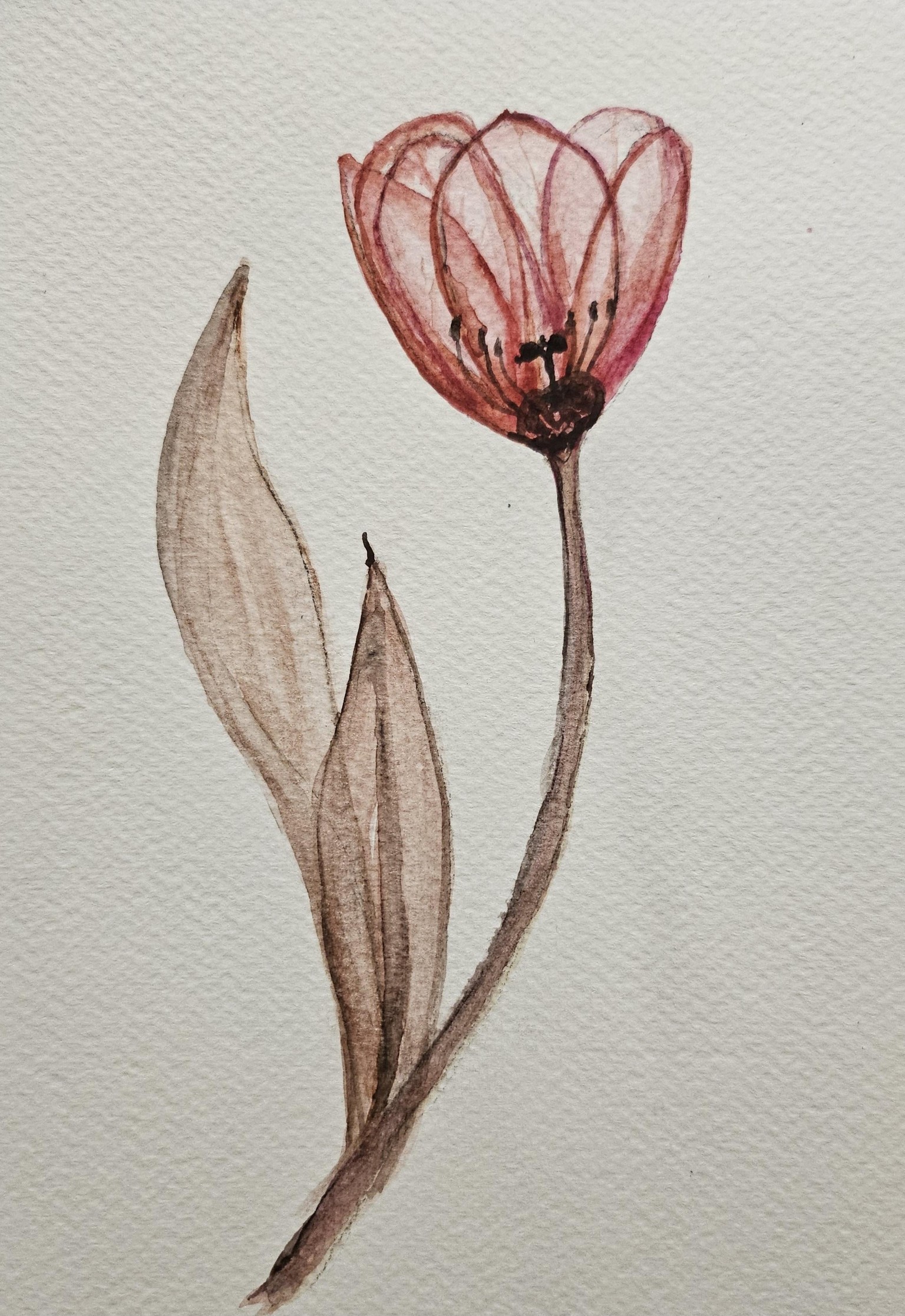 Transparent Tulip - image 1 - student project