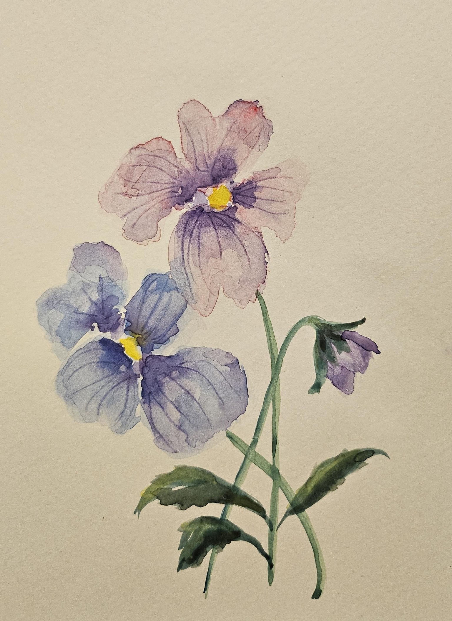 Cosmos and Pansies - image 2 - student project