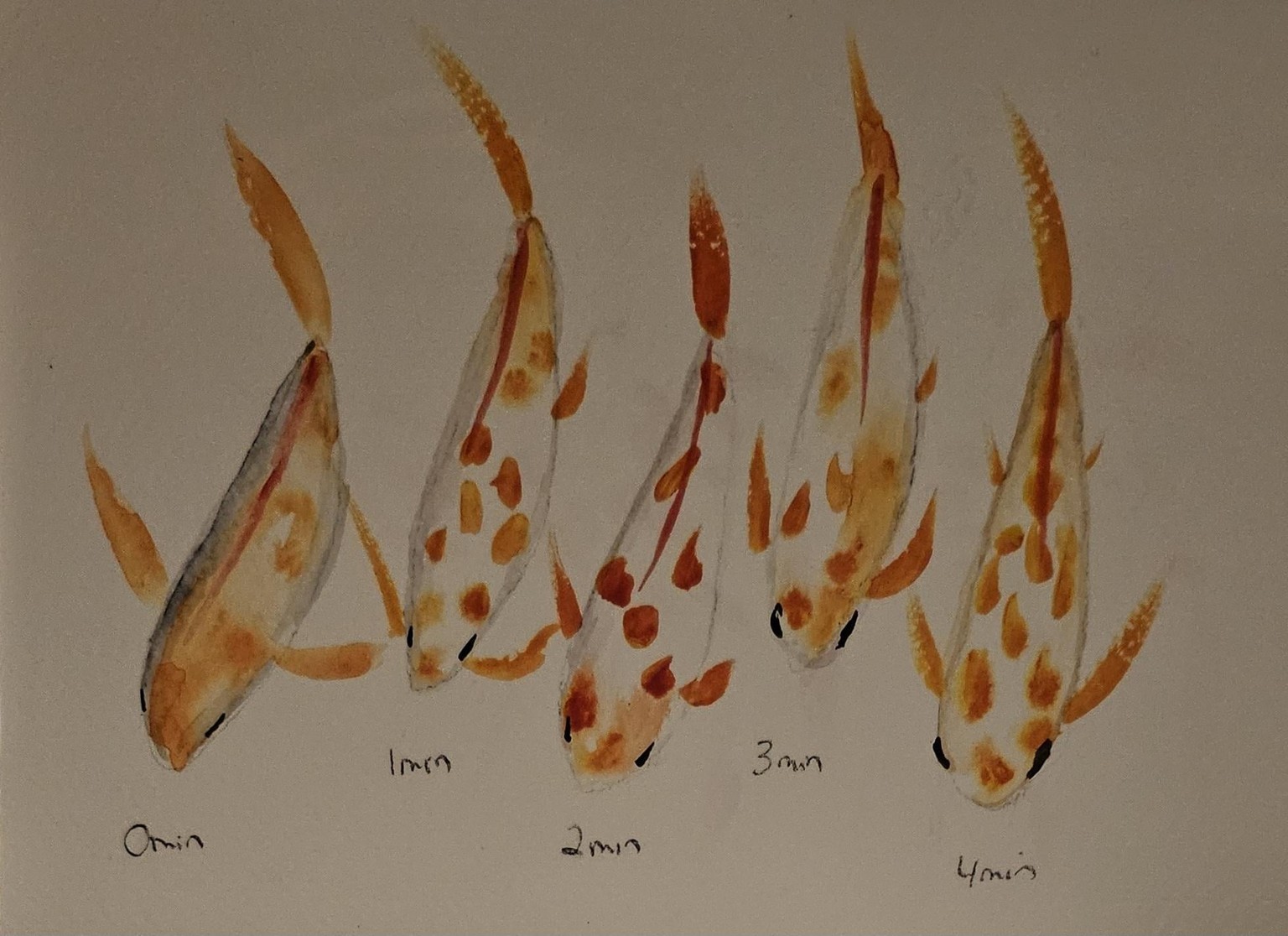 Timing Experiment with Koi - image 1 - student project
