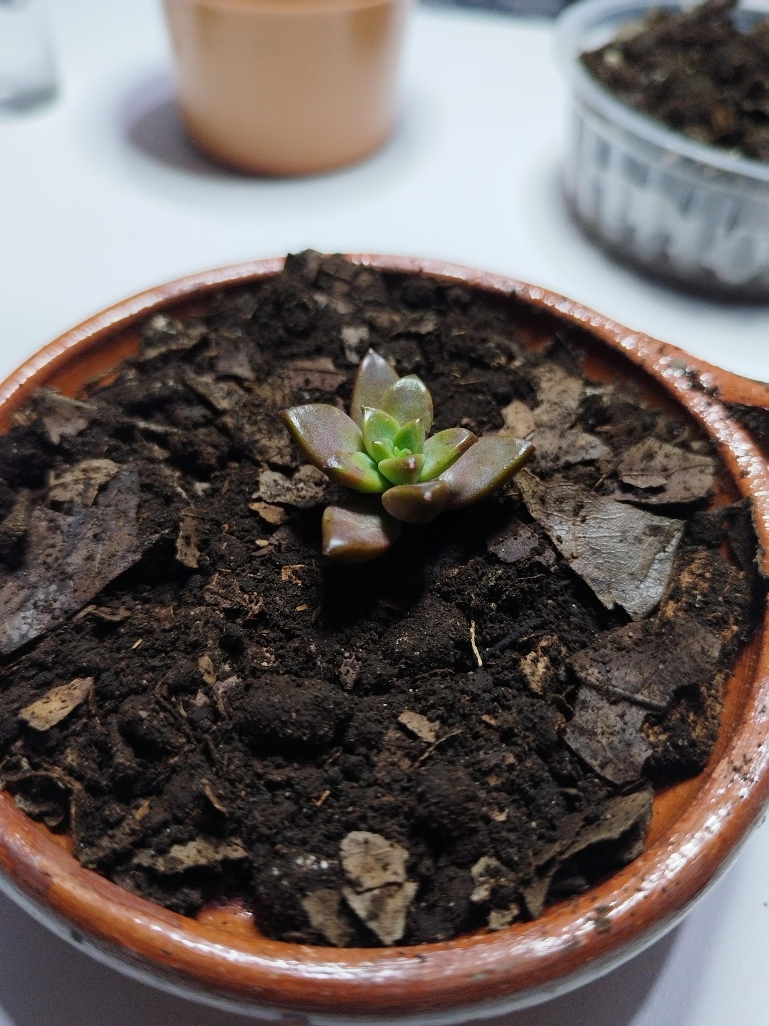 Mi Primera Suculenta - image 6 - student project
