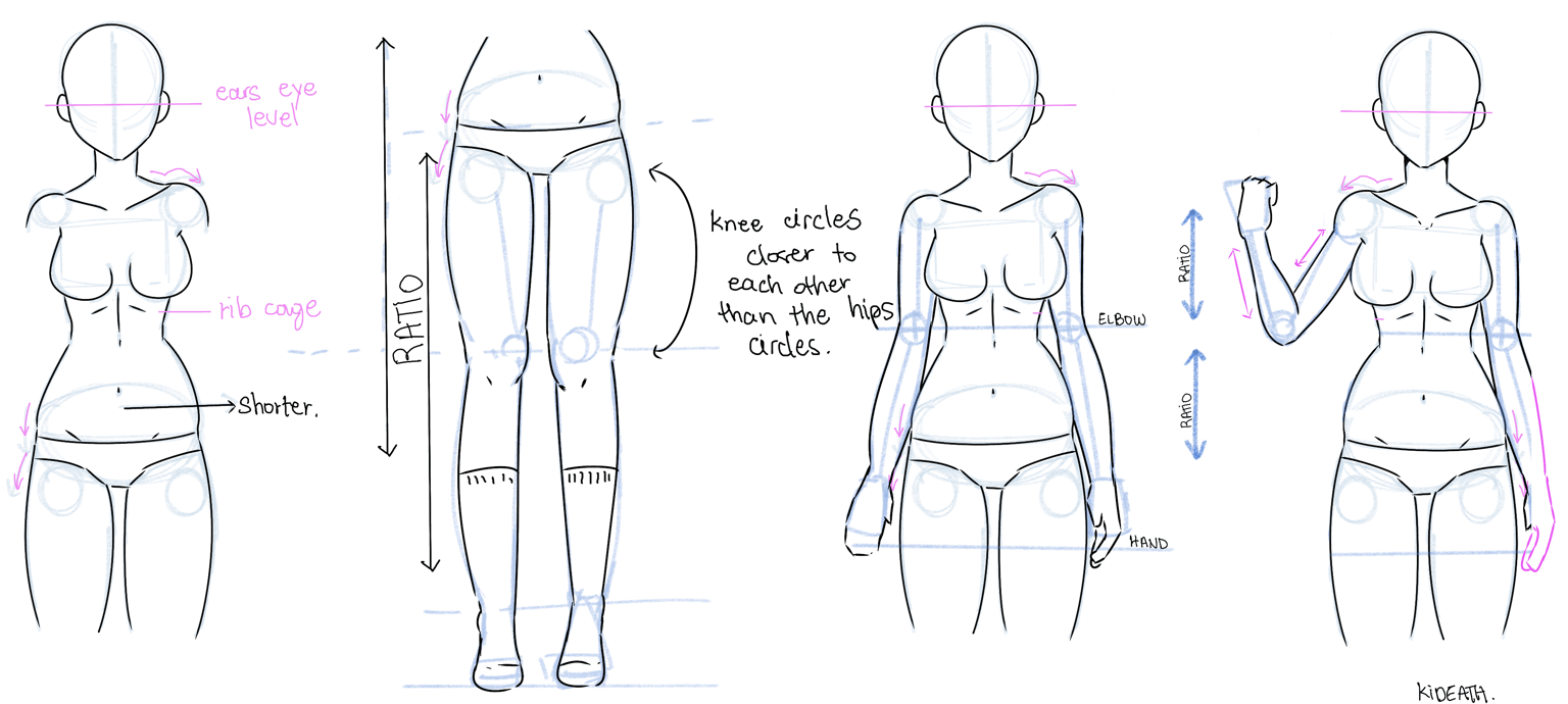 Anatomy study - image 1 - student project