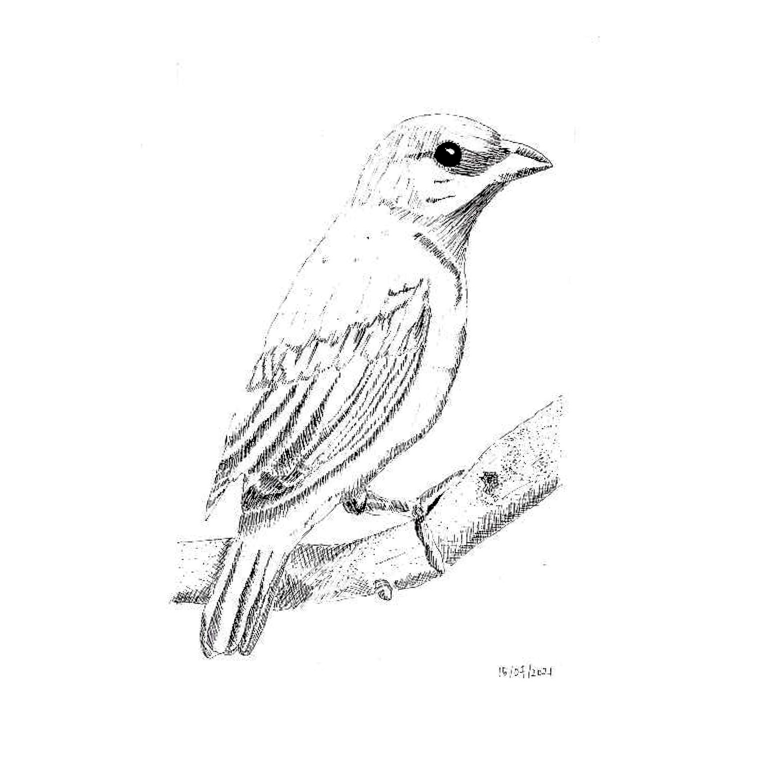 Drawing with Ink with Sarah Nelson - image 3 - student project