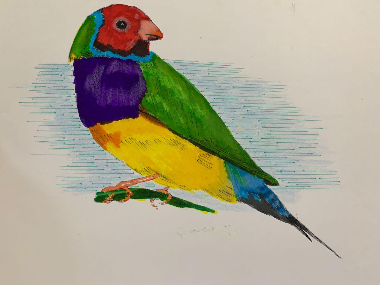 Koi Fish & Gouldian Finch with Sarah Nelson - image 1 - student project