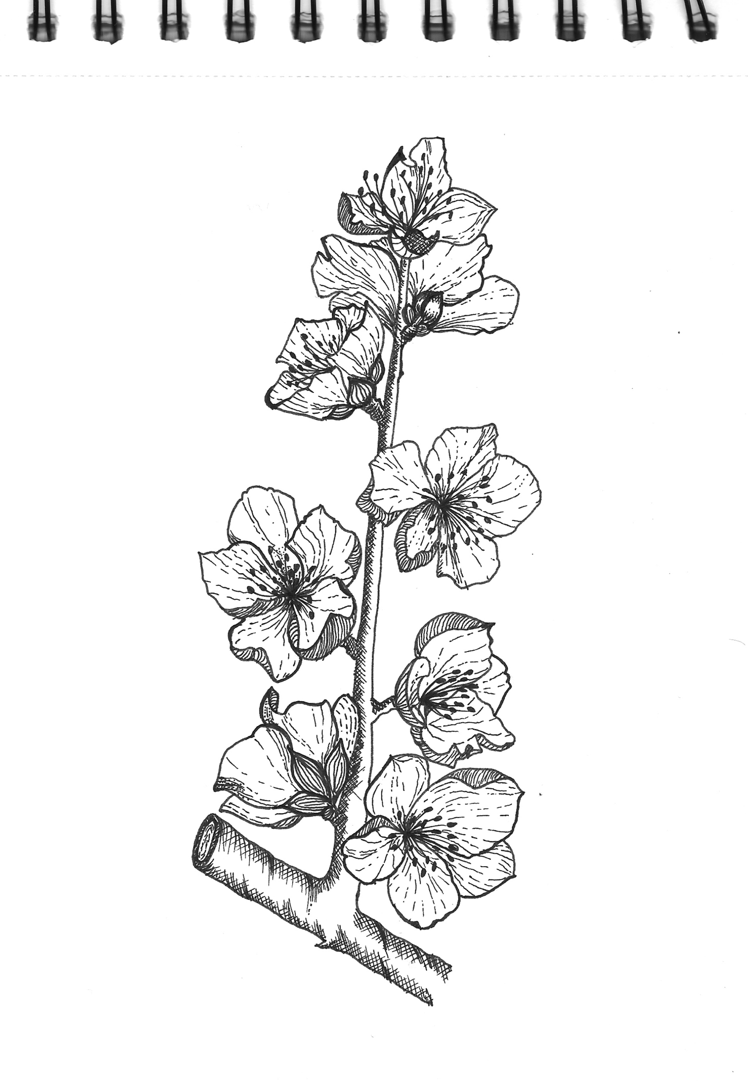 Cherry, Liliac, Cosmos - image 2 - student project
