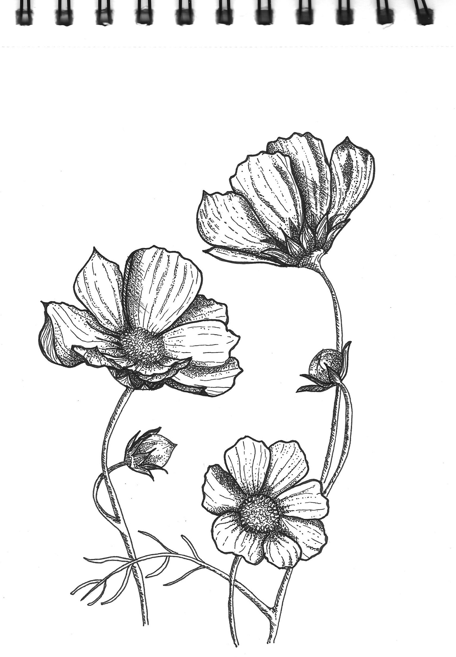 Cherry, Liliac, Cosmos - image 1 - student project